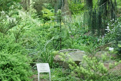 Wollemia Nobilis im Botanischen Garten der Ruhr Uni Bochum