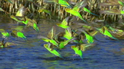 budgie a Wasser.jpg