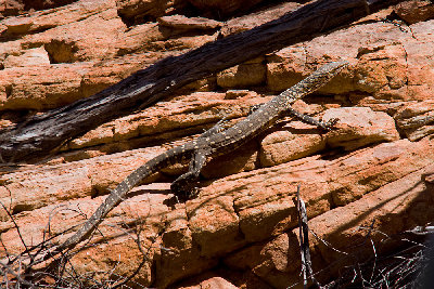 Riesenwaran (Varanus giganteus), auch Perentie oder Perenty<br />http://de.wikipedia.org/wiki/Riesenwaran