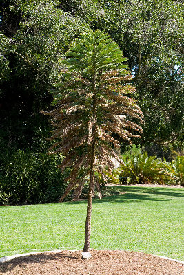 Wollemie mit Sonnenbrand im Botanischen Garten Adelaide