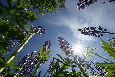 Unterwegs in Gullivers Wald<br /><br />(Lupinenblüten aus der Ameisenperspektive, Aufnahme mit Tamron 10-24 Ultraweitwinkel