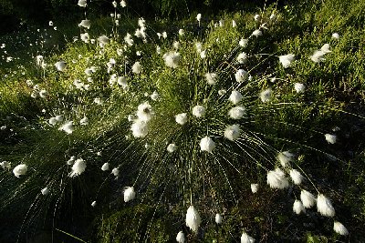 Angriff der Killer-Puschel!<br /><br />(Blühendes Wollgras, Aufnahme mit Tamron 10-24 Ultraweitwinkel)