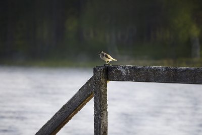 Hier piept's!<br /><br />(Dieser Vogel macht hier den ganzen Tag lautstark auf seine Anwesenheit am See aufmerksam. Was für ein Art es ist, entzieht sich noch meiner Kenntnis.<br />Aufnahme mit Minolta AF 500/8 Spiegeltele)