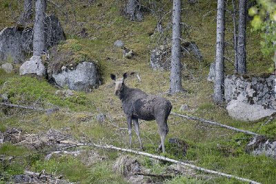 Elch am Waldrand.<br /><br />Vom Auto aus entdeckt. Aufnahme mit Minolta AF 500/8 Spiegeltele, freihand. Schärfe leider wegen zu langer Belichtungszeit nicht ganz optimal.