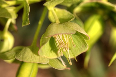 Christrose zu Ostern im Botanischen Garten in Bochum