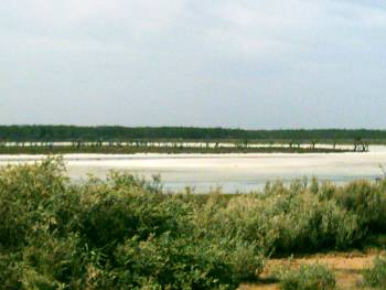 Salz im Murray River National park.JPG