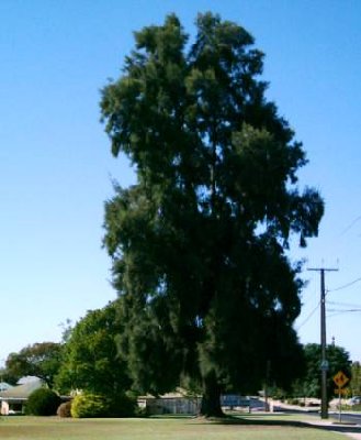 21. Loxton Pine Tree.JPG