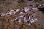 Dead cattle at Lake Eyre