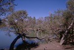 Galah colony at the Oodnadatta Track