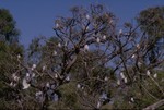 Galah colony at the Oodnadatta Track
