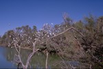 Galah colony at the Oodnadatta Track