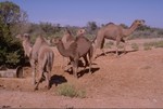 Camels at the Oodnadatta Track