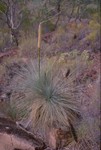 Grass Tree in the Flinders Ranges NP
