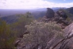 In the Flinders Ranges NP