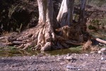 In the Flinders Ranges NP