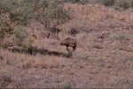 Emu at Highway 83 heading Adelaide