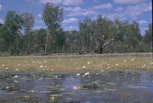 Anbangbang Billabong