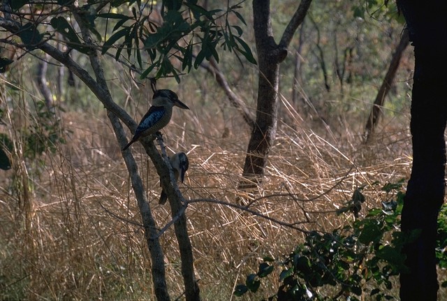Two Kookaburras in Kakadu NP