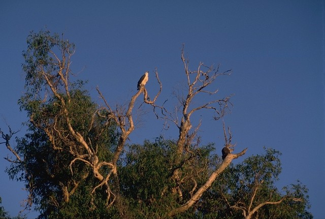 White-breasted Sea-eagle at Yellow Water after Sunrise