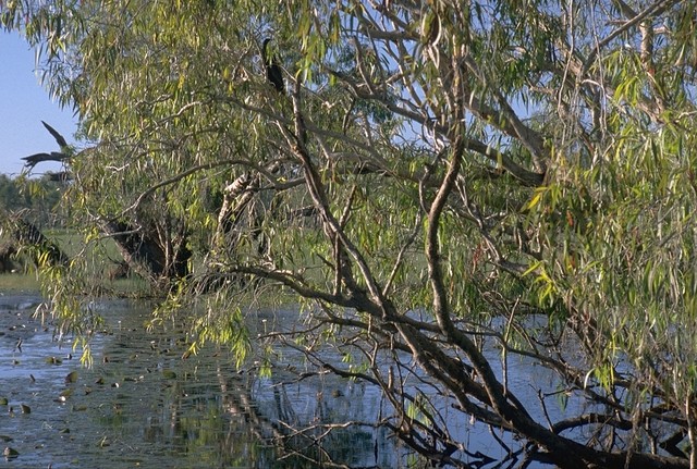 Yellow Water after Sunrise