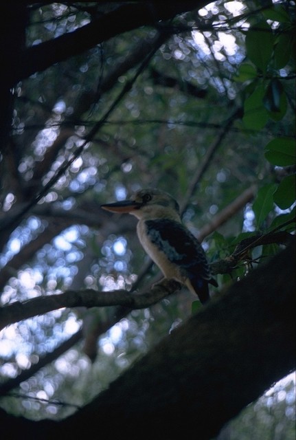 Kookaburra at Katherine Gorge