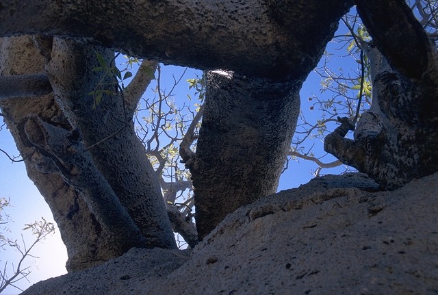 Boab Prison Tree