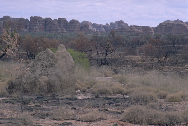 Ant hills in the Purnululu NP