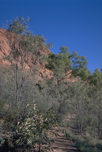 Walk to the Trephina Gorge