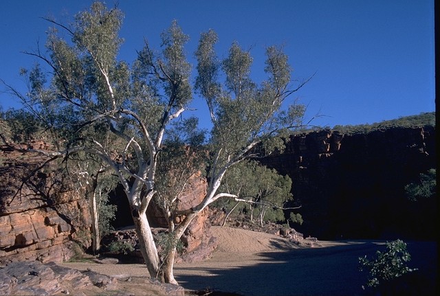 Trephina Gorge