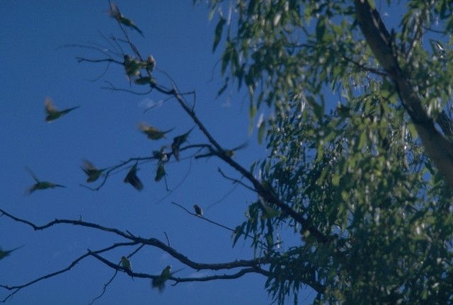 Australian parrots near the Trephina Gorge