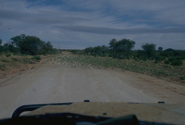 Australian parrots near Hermannsburg