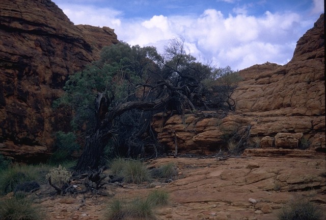 Watarrka NP