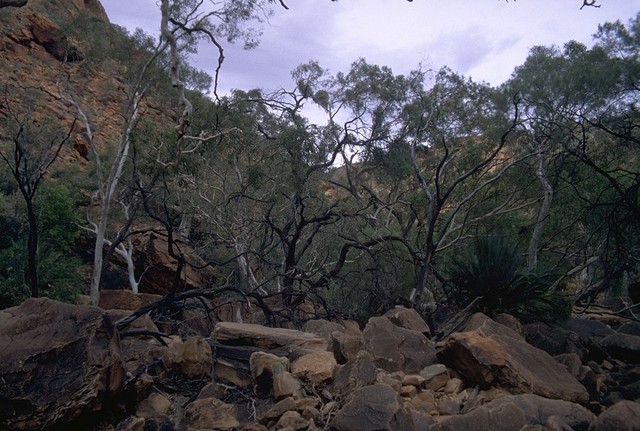 Inside the Kings Canyon