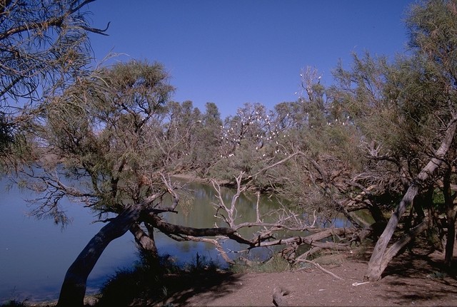 Galah colony at the Oodnadatta Track