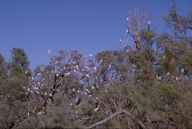 Galah colony at the Oodnadatta Track