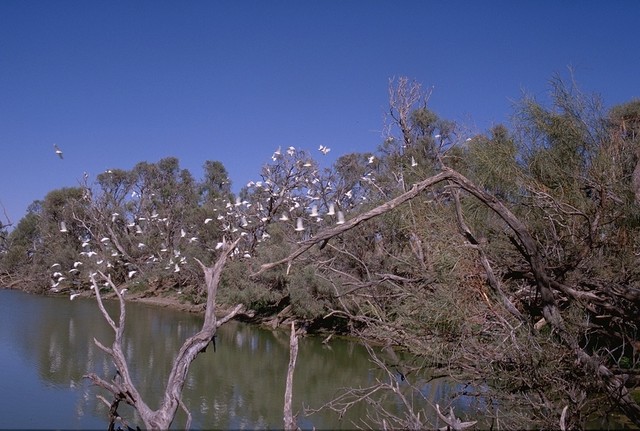 Galah colony at the Oodnadatta Track