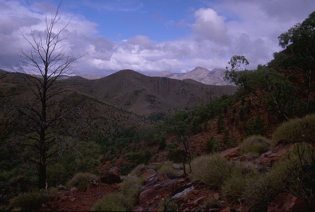 In the Flinders Ranges NP