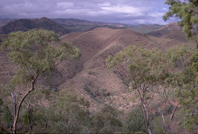 In the Flinders Ranges NP