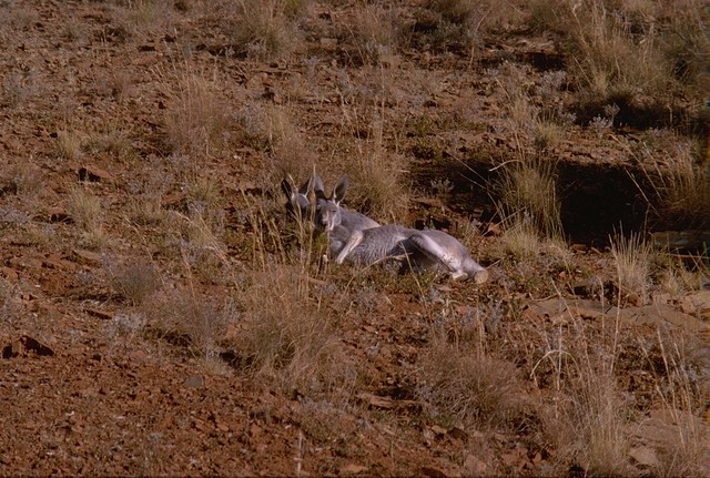 Two kangaroos at Highway 83 heading Adelaide