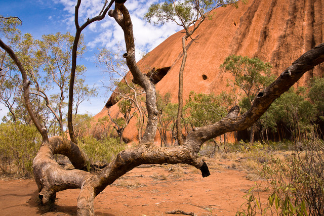 Gnarled Tree at Uluru