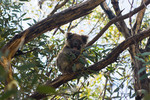 Koala auf Kangaroo Island