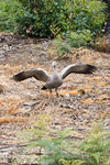 Cape Barren Gans