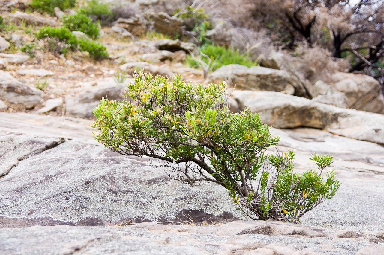 Bonsai