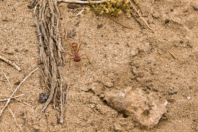 Giant Bull Ant