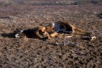 Dead cattle at Lake Eyre