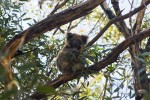 Kangaroo Island