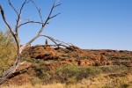 Vogel beim Kings Canyon