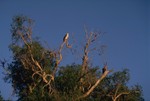 White-breasted Sea-eagle at Yellow Water after Sunrise