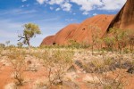 Baum und Uluru