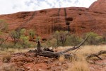 Karge Vegetation in den Olgas